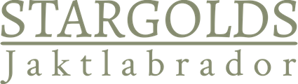 STARGOLDS JAKTLABRADORER